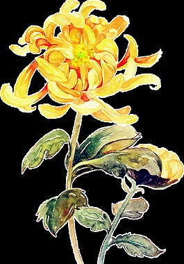 淡雅別致水彩手繪菊花