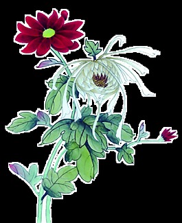 清新素雅手繪菊花裝飾圖案