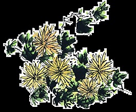 寫實風(fēng)深色手繪菊花裝飾元素