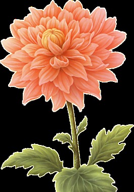 簡約橙紅色花朵手繪菊花裝飾元素