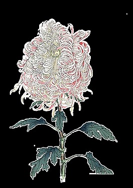 淡粉色简约手绘菊花装饰元素