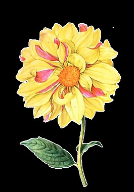 清新黄粉色手绘菊花装饰元素