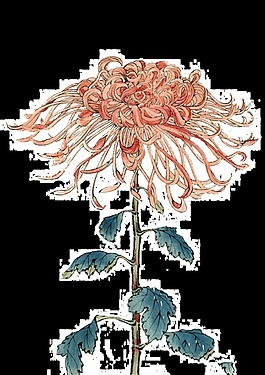 清新粉色手繪菊花裝飾元素