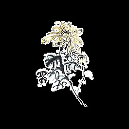 清新簡(jiǎn)約淺色手繪菊花裝飾元素