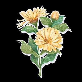 清新深橙色手绘菊花装饰元素