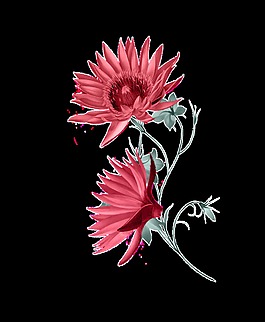 清新淡红色手绘菊花装饰元素