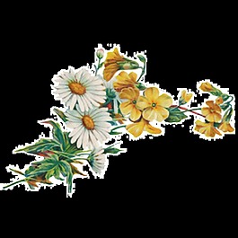 清新温婉手绘菊花装饰元素