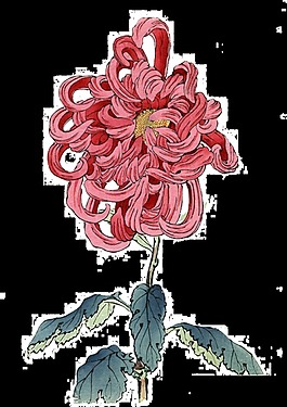 深粉色雅致手绘菊花装饰元素