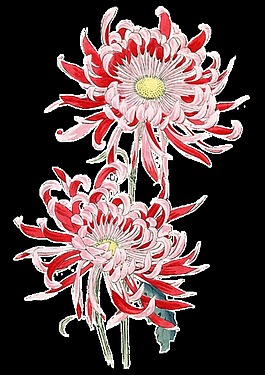 美麗鮮紅色花朵手繪菊花裝飾元素