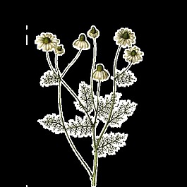 簡(jiǎn)約淡黃色手繪菊花裝飾元素