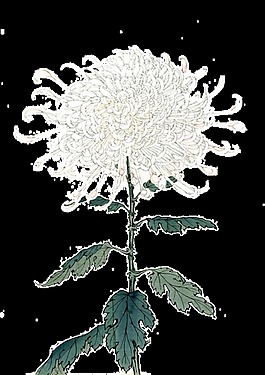 白色手繪菊花PNG免扣元素