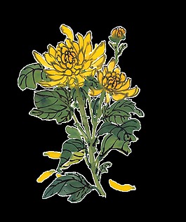精美菊花PNG免扣元素