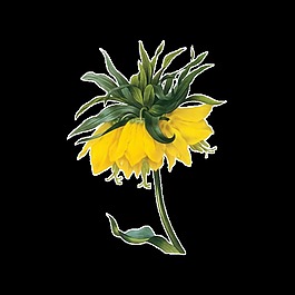 清新黃色手繪菊花裝飾元素