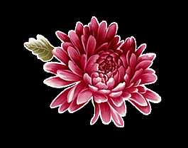 红色精美菊花装饰图案