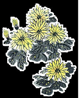 手繪菊花PNG元素