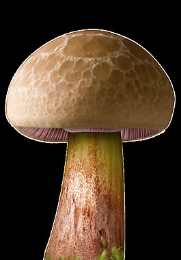 彩繪大蘑菇圖案元素