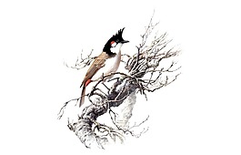 卡通枝头小鸟png元素