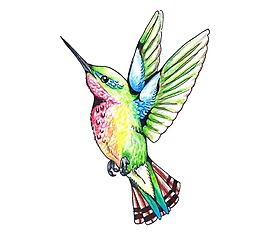 卡通彩色蜂鳥png元素