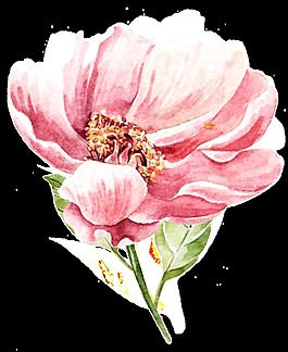 粉色菊花透明素材png