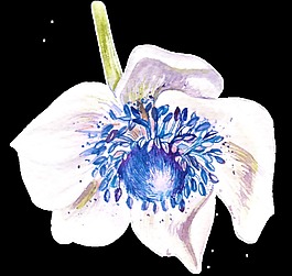 藍色磚石花透明素材png