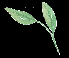 兩片簡(jiǎn)單的葉子透明素材png