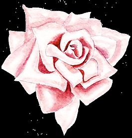 逼真玫瑰花花卉透明素材png