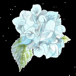 小清新绣球花透明素材png