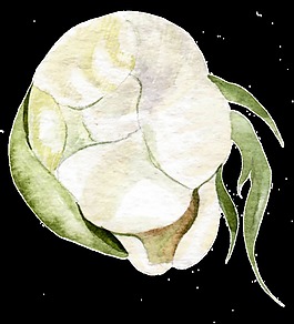 白色棉花透明素材png