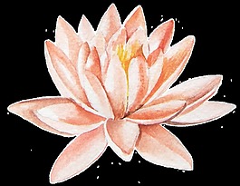 一朵睡蓮?fù)该魉夭膒ng