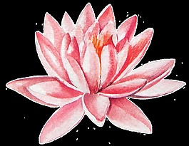 手繪粉紅色蓮花透明素材png