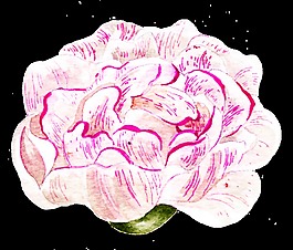 一朵康乃馨透明素材png