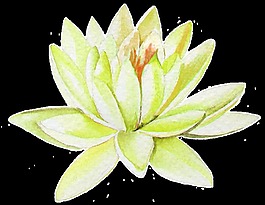 一朵盛開的花朵透明素材png