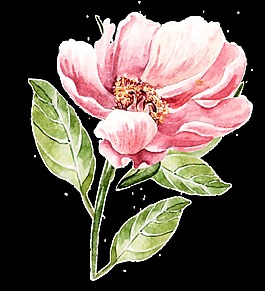 手繪復(fù)古花朵透明素材png
