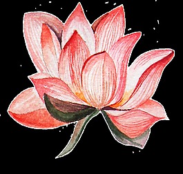美麗的荷花透明素材png