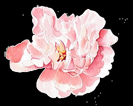 花卉素材透明素材png