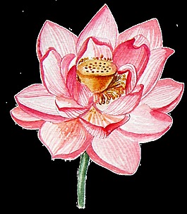 美麗的蓮花透明素材png