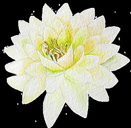 手繪一朵荷花透明素材png