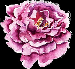 手繪一朵紫色花卉透明素材png