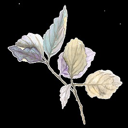 手繪一株植物透明素材png
