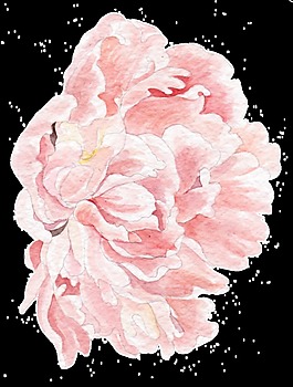 一朵粉紅色鮮花透明素材png