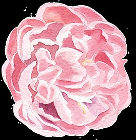 手繪一朵水彩花透明素材png