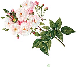 唯美粉色牡丹美圖png元素