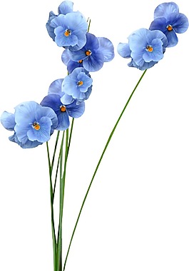 清新藍色小花png元素
