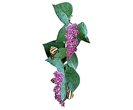 紫色花朵綠葉png元素