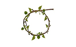 綠色樹枝圓環(huán)png元素