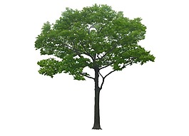 綠色大樹png元素