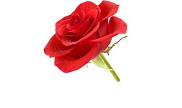 紅色玫瑰花朵png元素