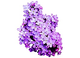 紫色鮮花花朵png元素