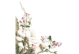 卡通白色鮮花植物png元素