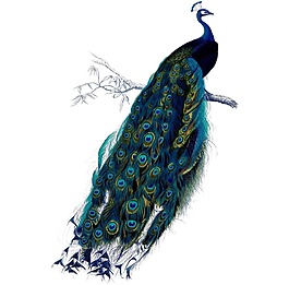 卡通藍(lán)色枝頭孔雀png元素